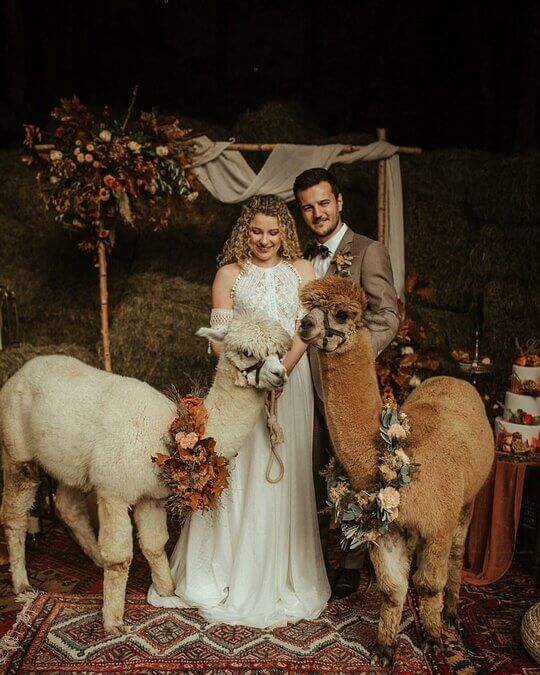 Ламы на свадьбе