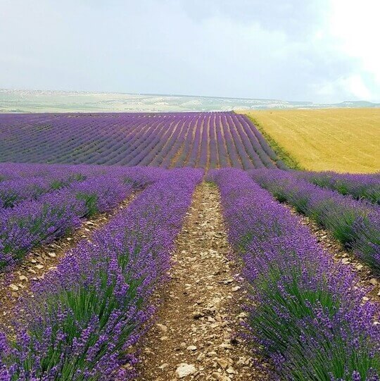 Лавандовый Крым