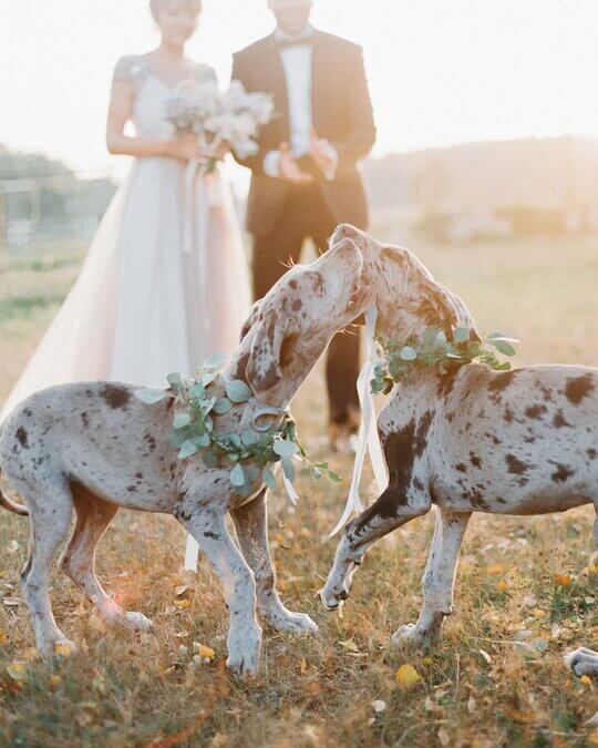 Собаки на свадьбе